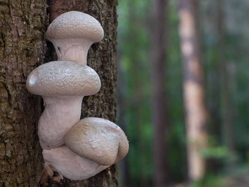 Pleurotus dryinus